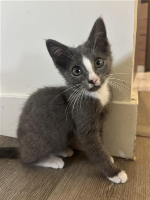 adoptable Cat in Van Nuys, CA named FELIX