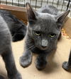 adoptable Cat in Van Nuys, CA named GARRETT