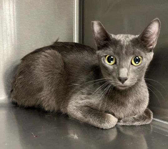 adoptable Cat in Van Nuys, CA named STEVIE