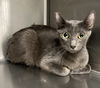 adoptable Cat in Van Nuys, CA named STEVIE