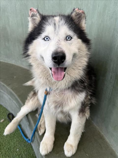 adoptable Dog in Van Nuys, CA named KILLUA