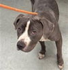 adoptable Dog in Van Nuys, CA named ANJELICA