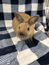 adoptable Rabbit in  named COCO
