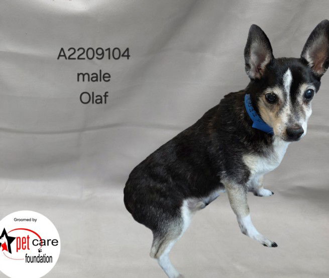 adoptable Dog in Van Nuys, CA named JOHNNY