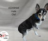 adoptable Dog in  named JOHNNY