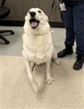 adoptable Dog in Van Nuys, CA named BOLT