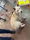 adoptable Dog in  named HUERA