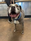 adoptable Dog in Van Nuys, CA named TANK