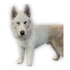 adoptable Dog in  named ZEUZ