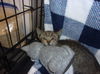 adoptable Cat in Van Nuys, CA named MIKIE