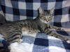 adoptable Cat in Van Nuys, CA named SUMMER