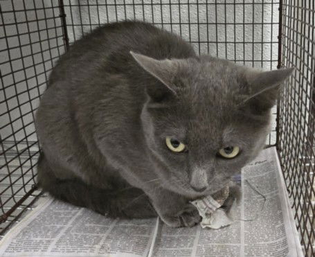 adoptable Cat in Van Nuys, CA named SMOKEY