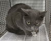 adoptable Cat in Van Nuys, CA named SMOKEY