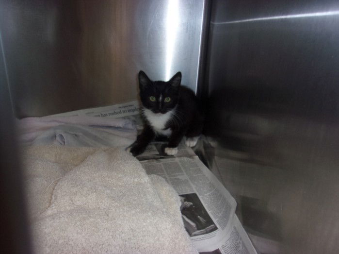 adoptable Cat in Van Nuys, CA named CAUTIOUS