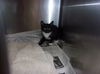 adoptable Cat in Van Nuys, CA named CAUTIOUS