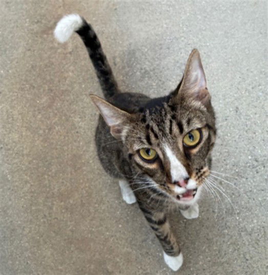 adoptable Cat in Van Nuys, CA named FISHER