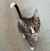 adoptable Cat in Van Nuys, CA named FISHER