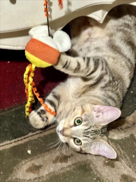 LYDIA, Young Domestic Short Hair (medium coat), cat for adoption in La Puente, California