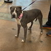 adoptable Dog in Van Nuys, CA named DRAKO