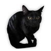 adoptable Cat in Van Nuys, CA named BRAD