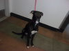 adoptable Dog in Van Nuys, CA named AMERICA
