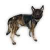 adoptable Dog in  named DACRE