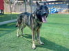 adoptable Dog in  named DACRE