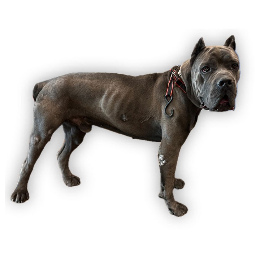 adoptable Dog in Van Nuys, CA named ROSCO