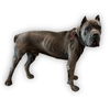 adoptable Dog in  named ROSCO