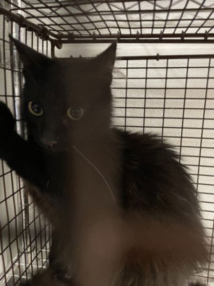 adoptable Cat in Van Nuys, CA named MOMIKA