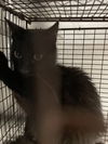 adoptable Cat in  named MOMIKA