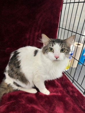 adoptable Cat in Van Nuys, CA named STERLING