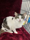 adoptable Cat in  named STERLING