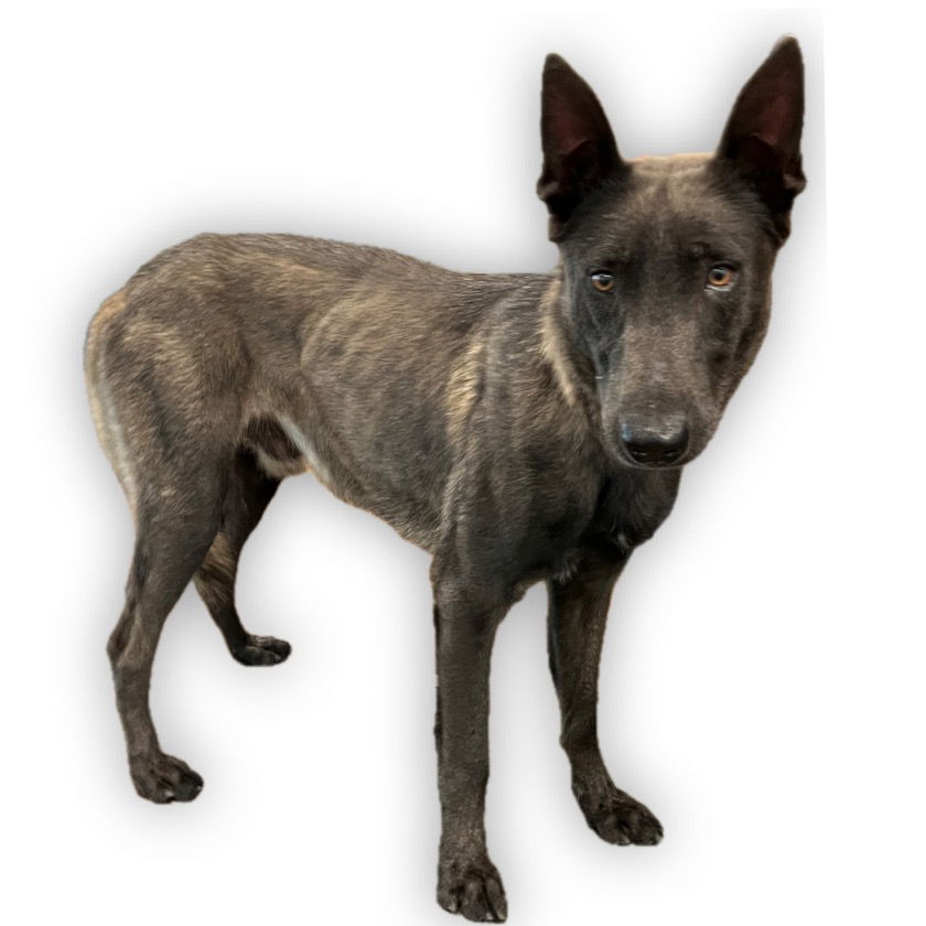 adoptable Dog in Van Nuys, CA named LUIGI