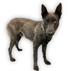 adoptable Dog in  named LUIGI