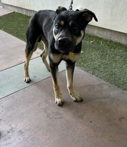 adoptable Dog in Van Nuys, CA named HAM