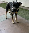adoptable Dog in  named HAM