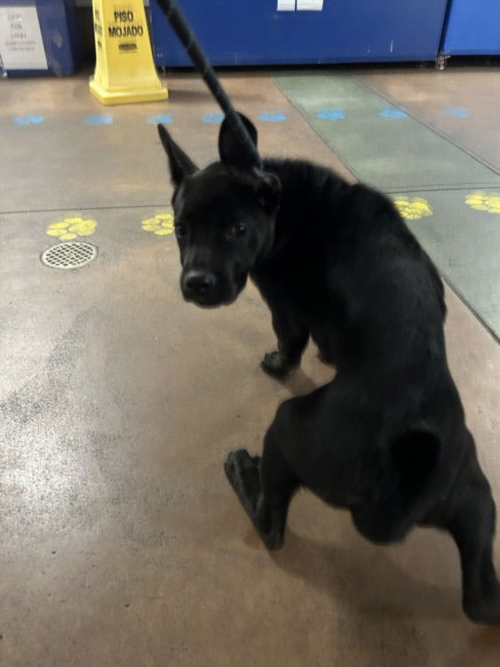 adoptable Dog in Van Nuys, CA named DOLLY