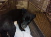 adoptable Dog in  named SAMMY
