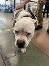 adoptable Dog in  named DOMINOE