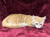 adoptable Cat in  named A2211001