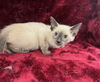 adoptable Cat in  named LEENA