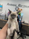 adoptable Cat in  named LILA