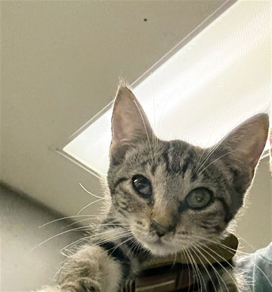 adoptable Cat in Van Nuys, CA named BLONDE