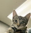 adoptable Cat in van nuys, CA named BLONDE