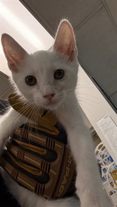 adoptable Cat in Van Nuys, CA named BLIZZY