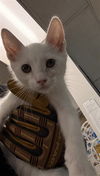 adoptable Cat in van nuys, CA named BLIZZY