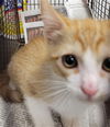 adoptable Cat in  named CHEEZIT