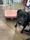 adoptable Dog in  named PEPPER