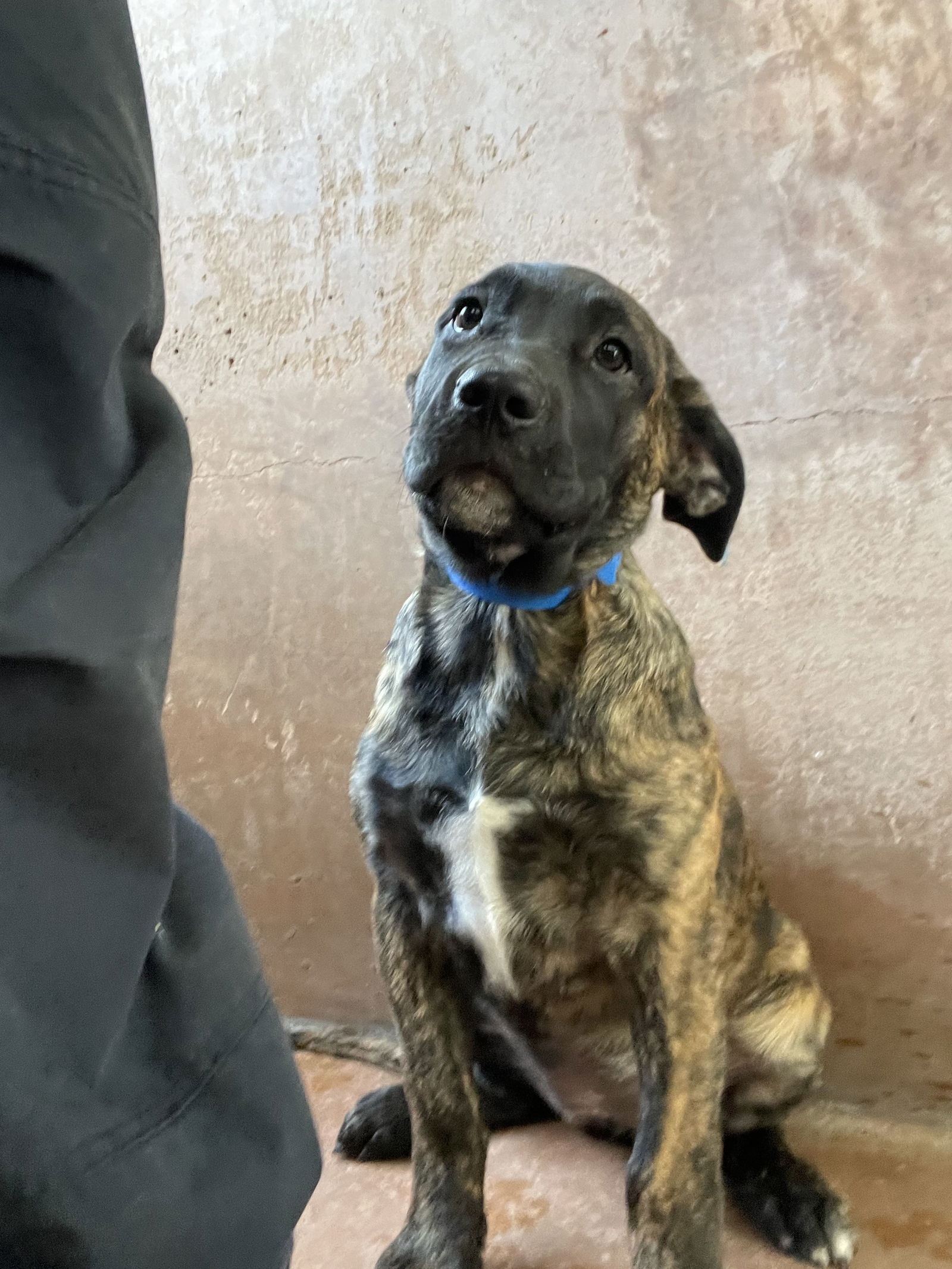 adoptable Dog in Van Nuys, CA named BLUEY